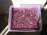 Champignons séchés