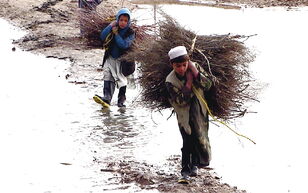 Afghan children carrying brush