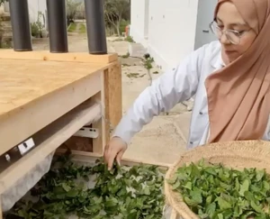 SunPower dryng shelf, 10-5-23.png (255 KB) Learning about solar food processing has benefits for the local agrarian economy