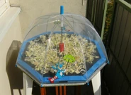 Séchage des poireaux