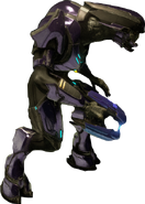 Sangheili Special Operations Trooper