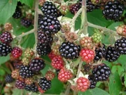 Blackberries are edible straight off the plant, but have sharp thorns.