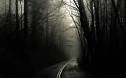 Those dark woods at night