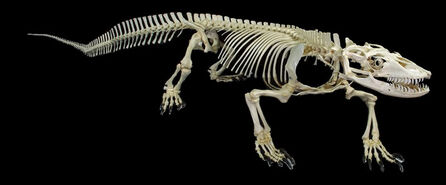 Komodo-dragon-skeleton-lg