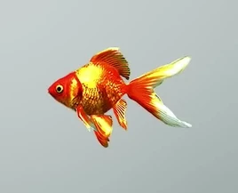 Goldfish