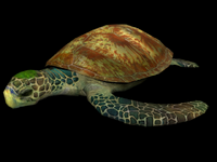 Turtle (Aquatic Base)