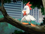 Clucky w Sonic X