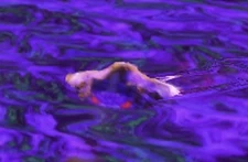  assuming a stingray-like shape, from .