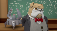 Bulldog teacher