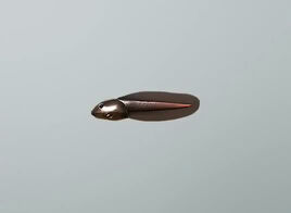 Tadpole