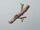 Twig