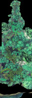 Tropical Jungle