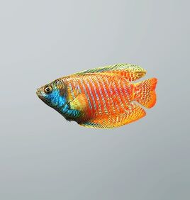 FP gourami