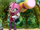 Amy Rose (Mirror Dimension)