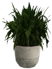Generations Unused Plant dracaenaH
