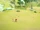 Field of Baby Ducks