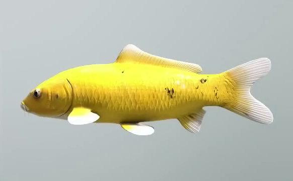 Carp, Sonic Wiki Zone