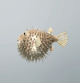 FP pufferfish