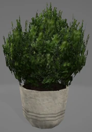 Generations Unused Plant IvyH