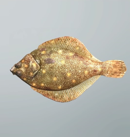 Ocean Simulation Flounder, Flounder Fishing