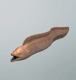 FP morayeel
