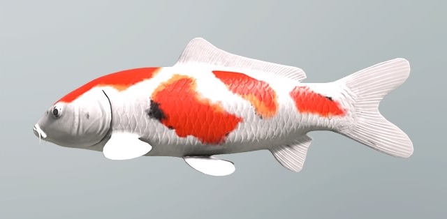 Koi (Nishikigoi) Fish Species Profile