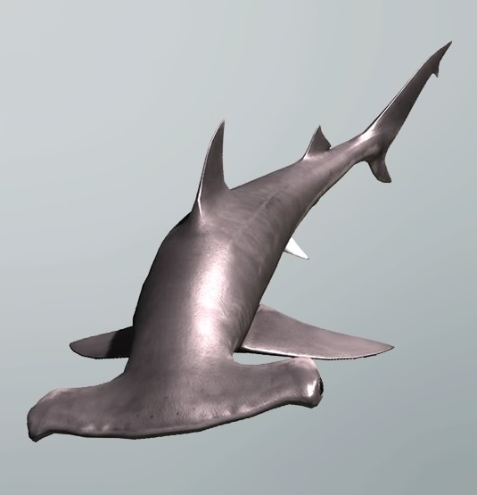 hammer headed shark