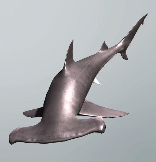 Hammerhead shark, Sonic Wiki Zone