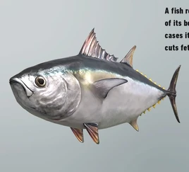FP tuna