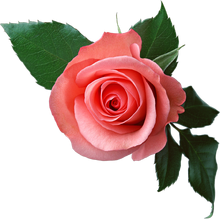 Rose PNG6377.png