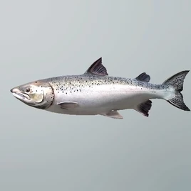 FP salmon