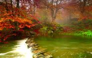 Eastern Forest's River