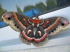 Cecropia Moth