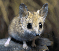 Dunnart