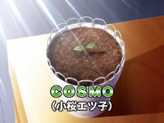 Sonic-X-78-Cosmo-final.png