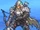 Frost Hunter
