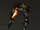 Fire Claw