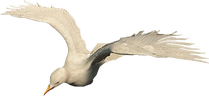 Seagullflying
