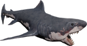 Shark