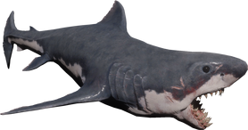 Shark