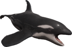 Killer Whale