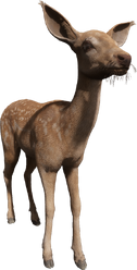 Deer