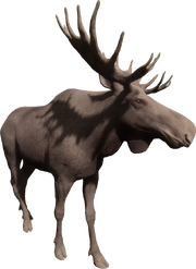 Moose