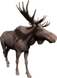 Moose