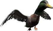 Duck