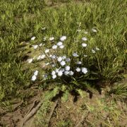 Chicory 2.0