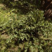 Blackberries 2.0