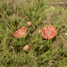 Mushroom