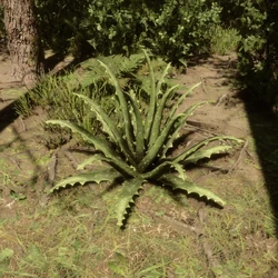 Aloe Vera - Sons of the Forest Wiki