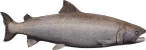 Salmon